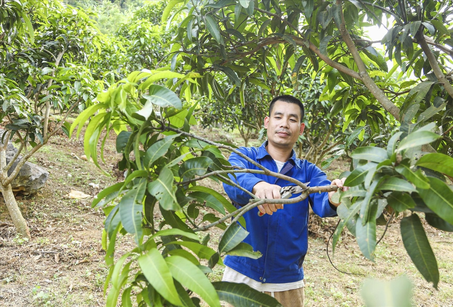 Người dân xã Pú Nhung chăm sóc vườn cây ăn quả