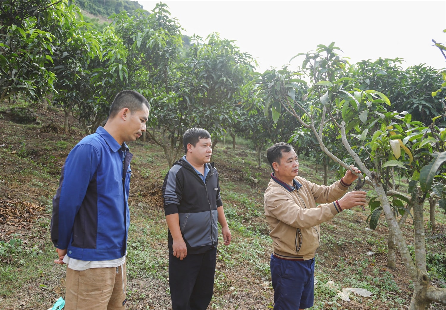 Cán bộ xã Pú Nhung thăm, hướng dẫn người dân kỹ thuật chăm sóc cây ăn quả bị sâu bệnh