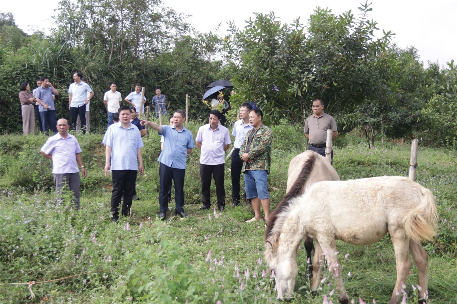 Mô hình nuôi ngựa tại xã Yên Phúc, tỉnh Lạng Sơn – Người dân triển khai chăn nuôi ngựa theo hướng tập trung, nâng cao hiệu quả kinh tế, tạo việc làm và góp phần tăng thu nhập cho hộ gia đình.