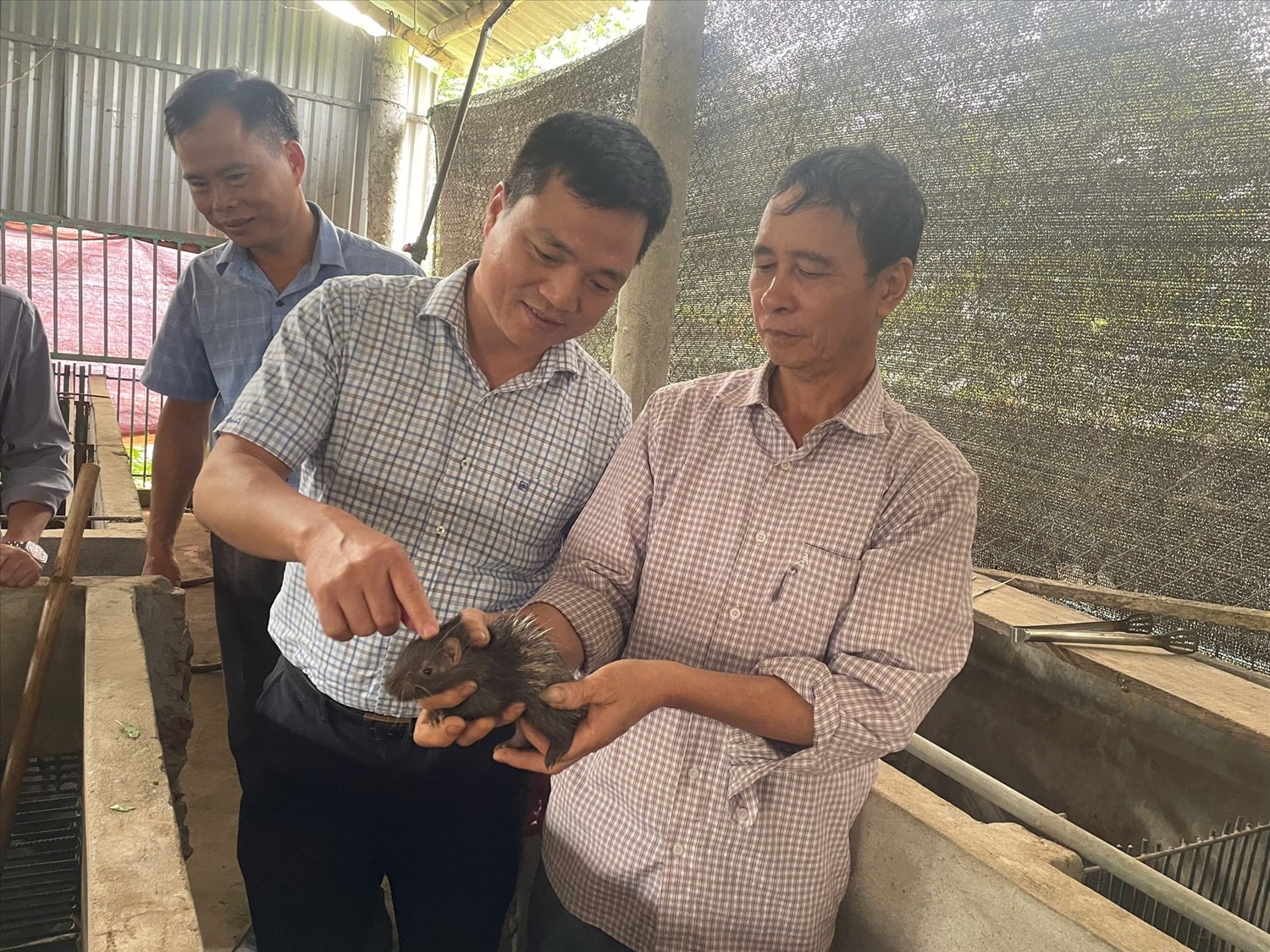 Mô hình nuôi nhím thương phẩm tại thôn Đông Ninh, xã Đông Thọ.