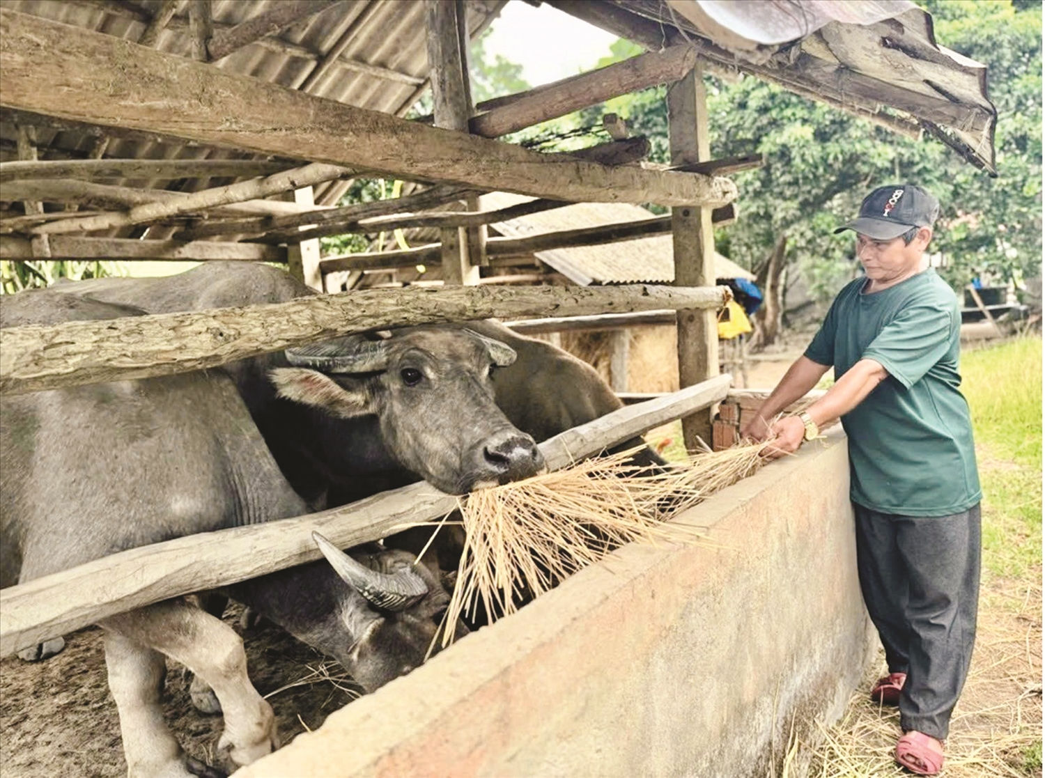 Ông Phạm Văn Ụa, Người có uy tín tiêu biểu ở Ba Động  là điển hình phát triển kinh tế. Ảnh: Như Tâm