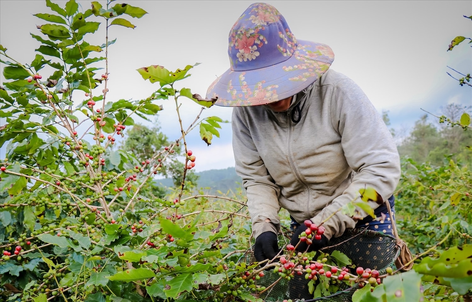 Đồng bào Bru - Vân Kiều ở xã Hướng Phùng, tỉnh Quảng Trị phấn khởi vào vụ thu hoạch cà phê
