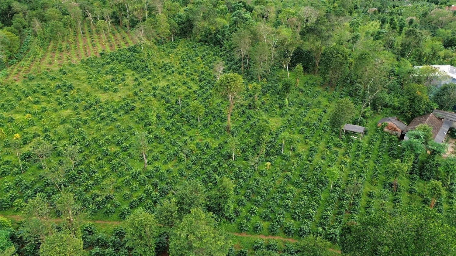 Xã Hướng Phùng hiện có gần 2.100ha cà phê đang cho thu hoạch, chiếm 62% diện tích cà phê toàn tỉnh Quảng Trị 