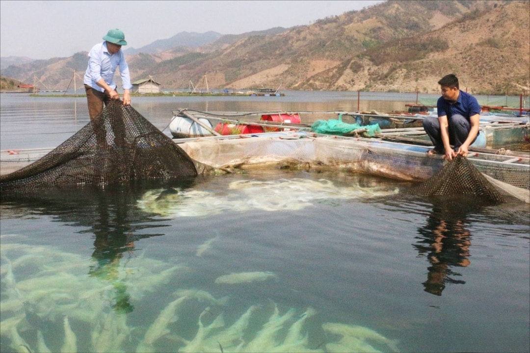Gia đình ông Quàng Văn Tưởng, dân tộc La Ha, là một trong những hộ dân tộc La Ha đầu tiên nuôi cá lồng trên lòng hồ ở xã Mường Khiêng.