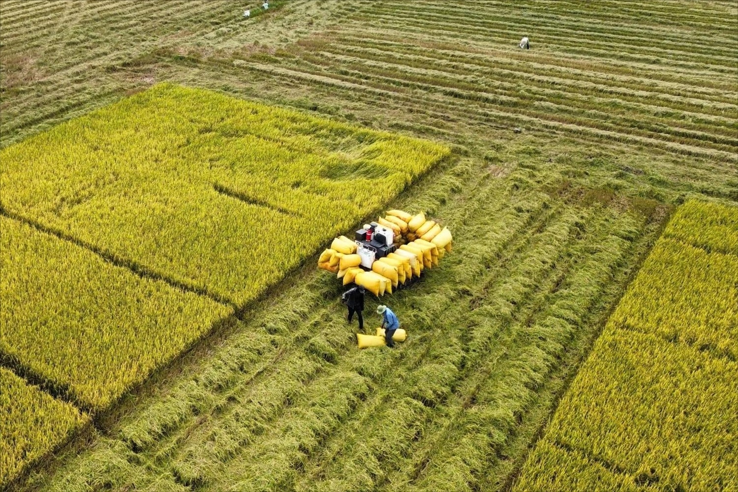 (BÀI PV) Lời giải cho “bài toán” rơm rạ sau mùa vụ, mở hướng kinh tế xanh tại ĐBSCL 1