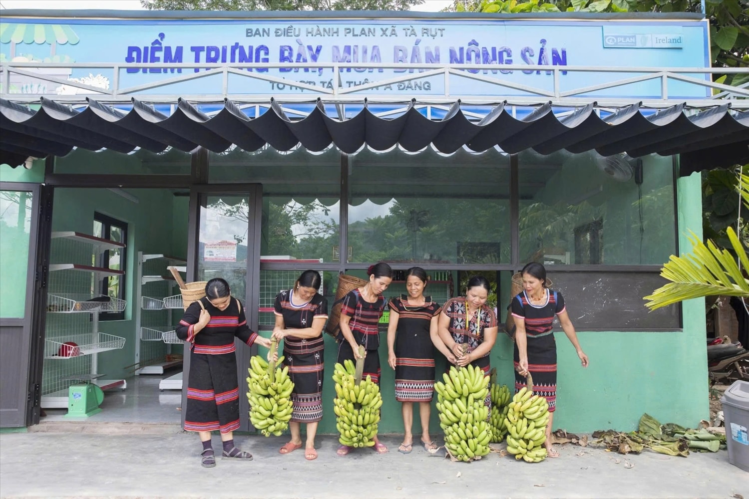 Chuyển đổi mô hình trồng chuối 