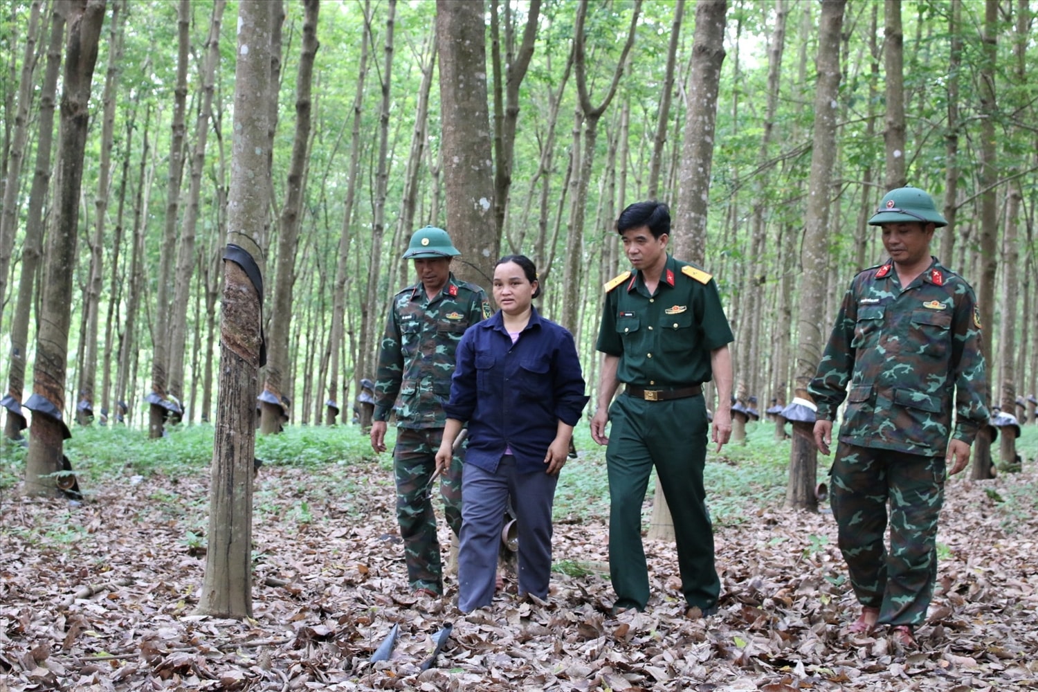 Chi nhánh 716, Binh đoàn 15 đã tạo việc làm ổn định cho hàng ngàn lao động là đồng bào DTTS ở xã biên giới Ia Đal, Ia Tơi, tỉnh Quảng Ngãi. (Ảnh: Ngọc Chí)