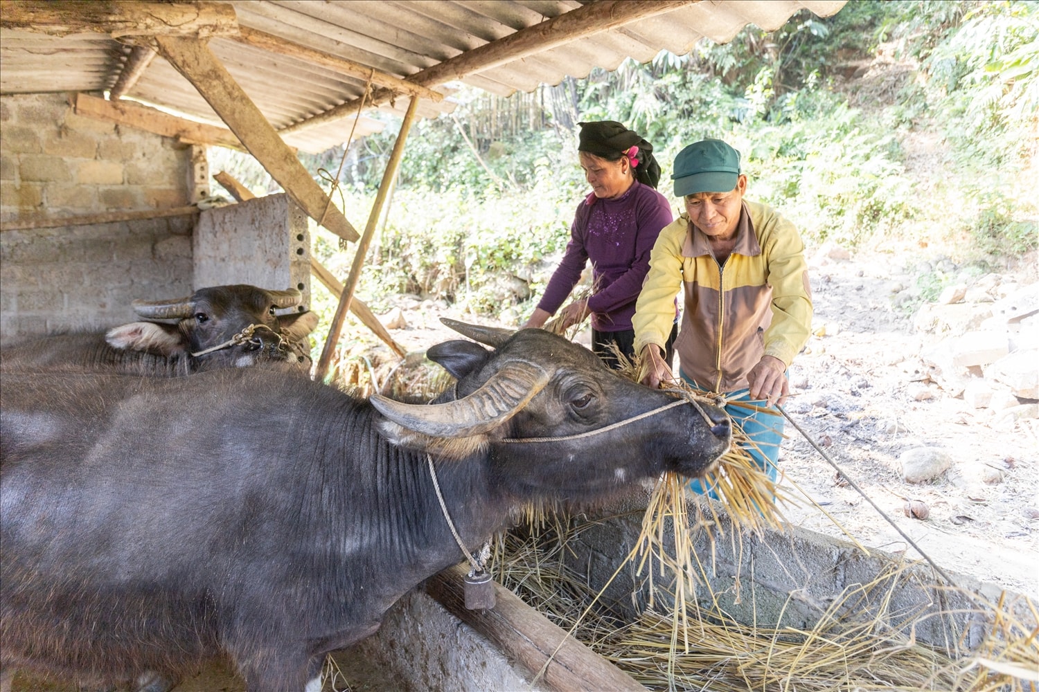 Gia đình ông Pa Văn Vực, thôn Nặm Tà chăm sóc đàn trâu được hỗ trợ từ nguồn vốn của Chương trình MTQG Giảm nghèo bền vững