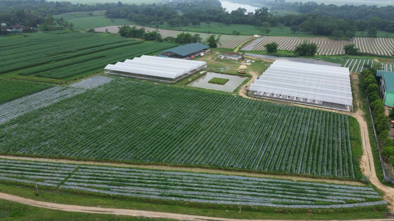 Khu sản xuất trồng rau thủy canh trong nhà màng của Công ty TNHH nông sản Sông Lam 37 tại xã Thuần Trung