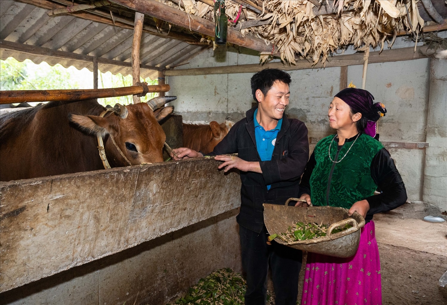 Từ nguồn vốn của Chương trình MTQG 1719, nhiều hộ dân tại Tuyên Quang đã được hỗ trợ phát triển mô hình sinh kế phù hợp