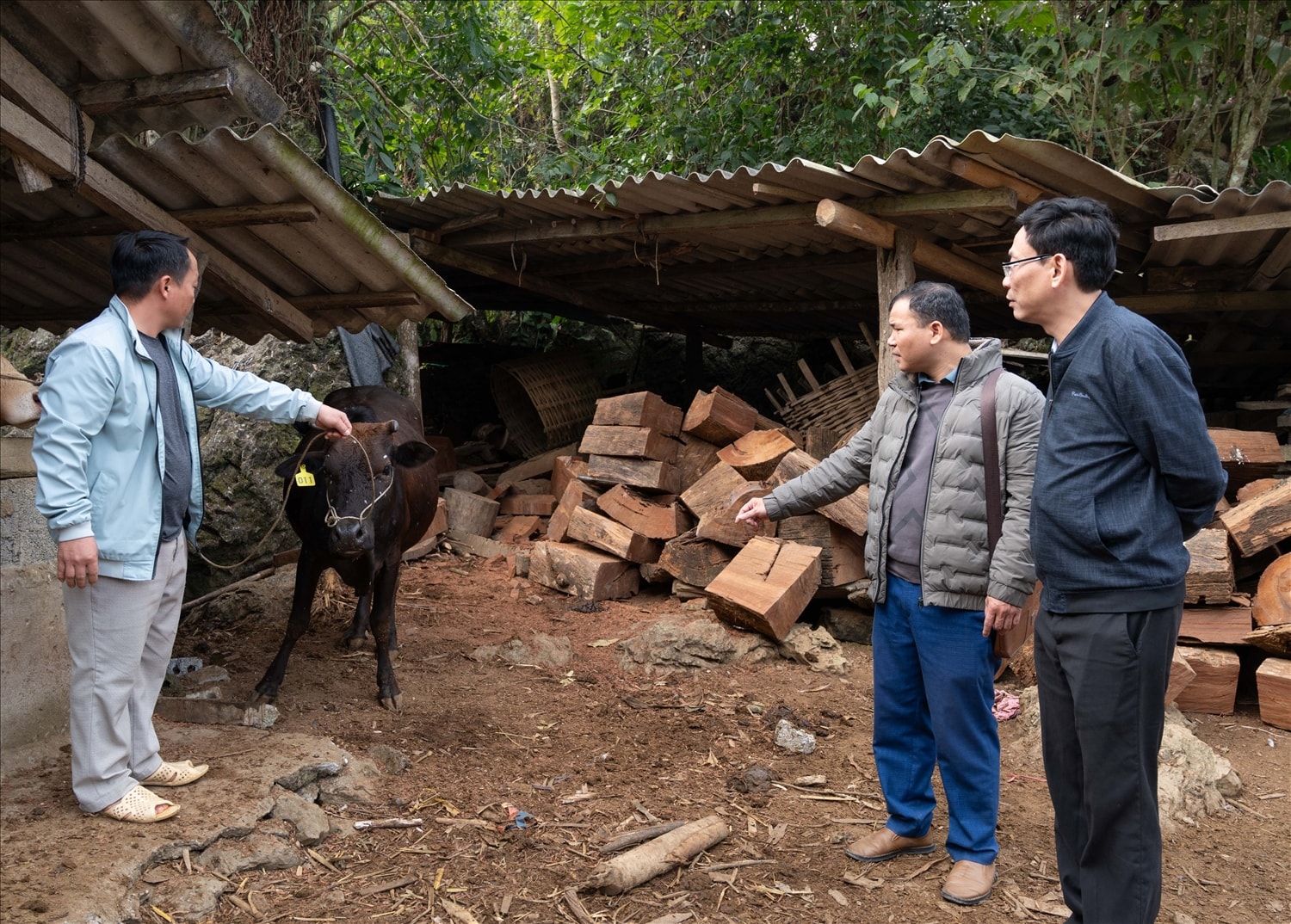 Với nguồn vốn hỗ trợ của 3 chương trình mục tiêu quốc gia, nông dân Tuyên Quang đã mạnh dạn mở rộng sản xuất, nhiều mô hình phát triển sinh kế đã cho thấy hiệu quả