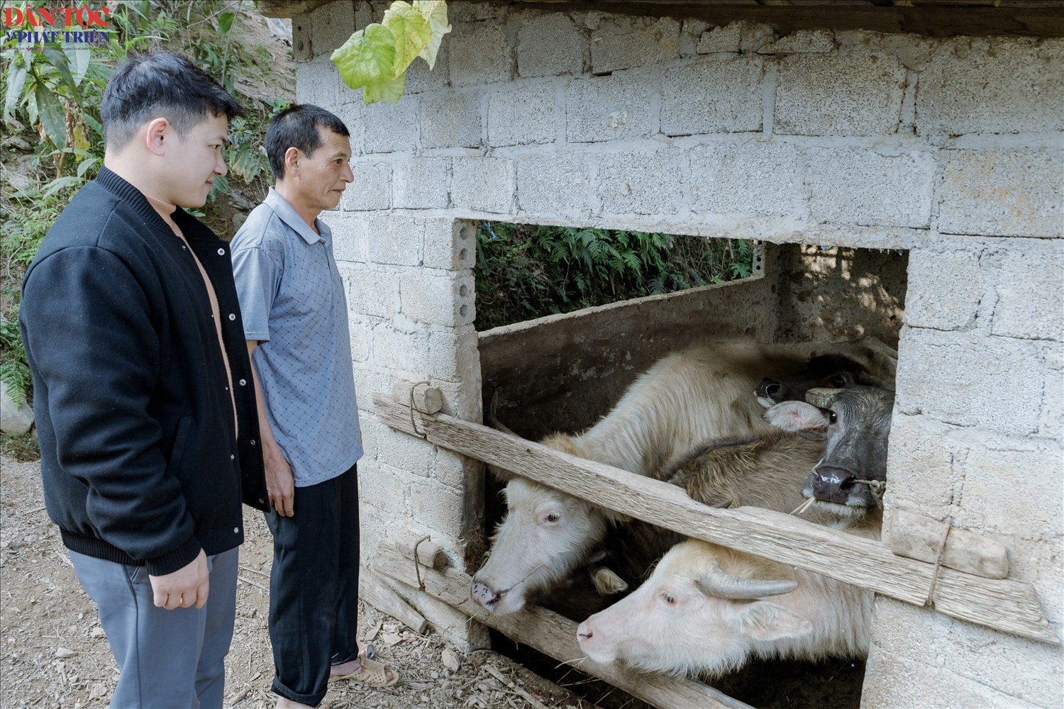 Đàn trâu của hộ gia đình anh Lục Văn Hiêm tại thôn Nà Pà, xã Yên Minh