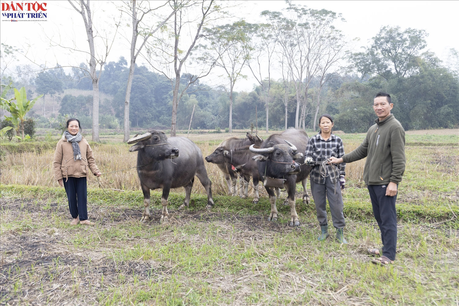 Đàn trâu của gia đình ông Trần Thanh Võ và bà Chẩu Thị Giang, thôn Lùng Sinh, xã Việt Lâm ngày càng phát triển về số lượng, trở thành nguồn sinh kế ổn định của gia đình