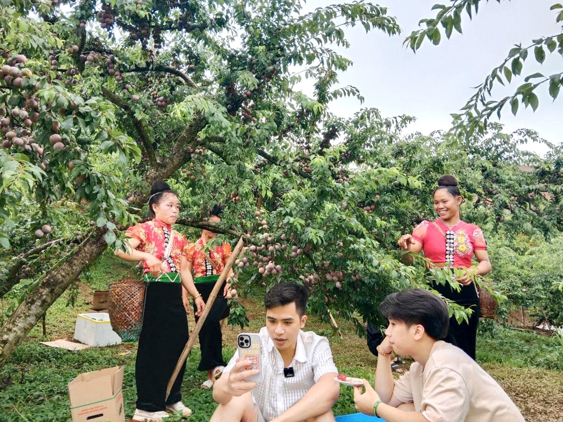 Các thành viên Hợp tác xã Noọng Piêu (tỉnh Sơn La) live stream vườn mận hậu Phiêng Khoài vào chiều 5/6/2025 trên TikTok
