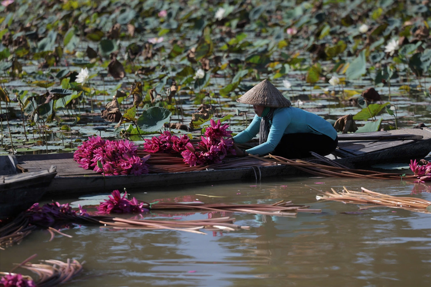 Những sắc hoa