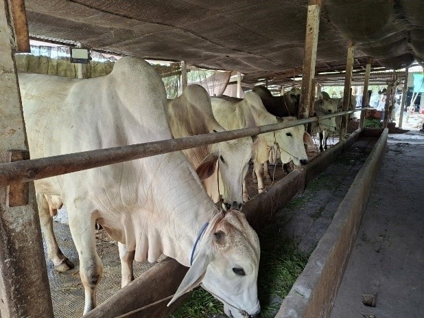 Nông dân Tây Ninh chủ động các giải pháp chủ động ứng phó biến đổi khí hậu