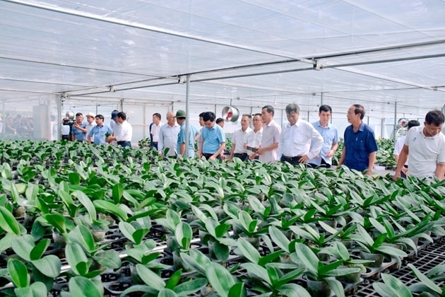 Thanh Hóa thúc đẩy ứng dụng KHCN, CĐS và liên kết chuỗi trong phát triển nông nghiệp