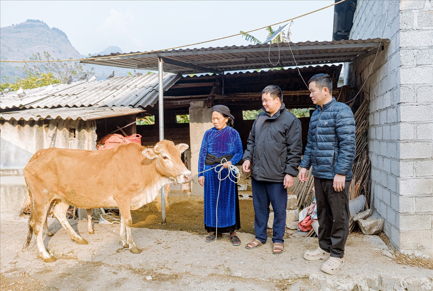 Nhờ chăm sóc đúng kỹ thuật, cuối năm 2025, con bò của gia đình anh Mai Văn Thế (ngoài cùng bên phải) đã sinh sinh bê khỏe mạnh
