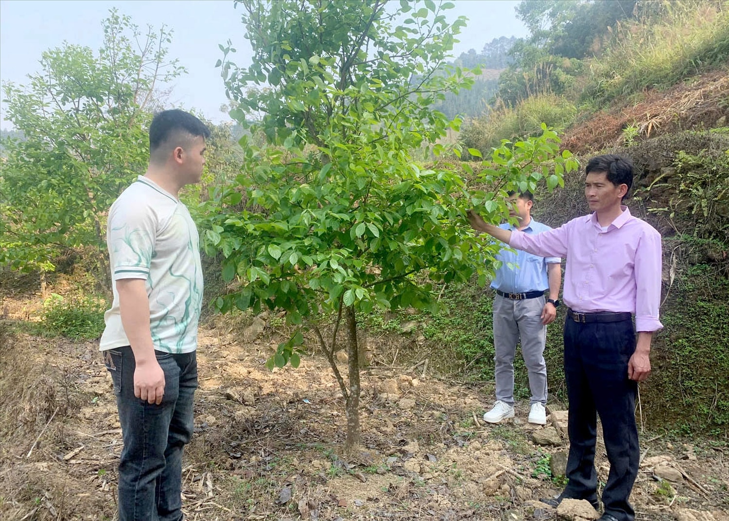 Ngoài cây giang, xã Cán Tỷ cũng đang nghiên cứu, vận động người dân trồng thêm một số cây bản địa khác phù hợp với điều kiện địa phương, nhằm đa dạng hóa nguồn thu và tăng khả năng chống chịu với biến đổi khí hậu Ngoài cây giang, xã Cán Tỷ cũng đang nghiên cứu, vận động người dân trồng thêm một số cây bản địa khác phù hợp với điều kiện địa phương, nhằm đa dạng hóa nguồn thu và tăng khả năng chống chịu với biến đổi khí hậu