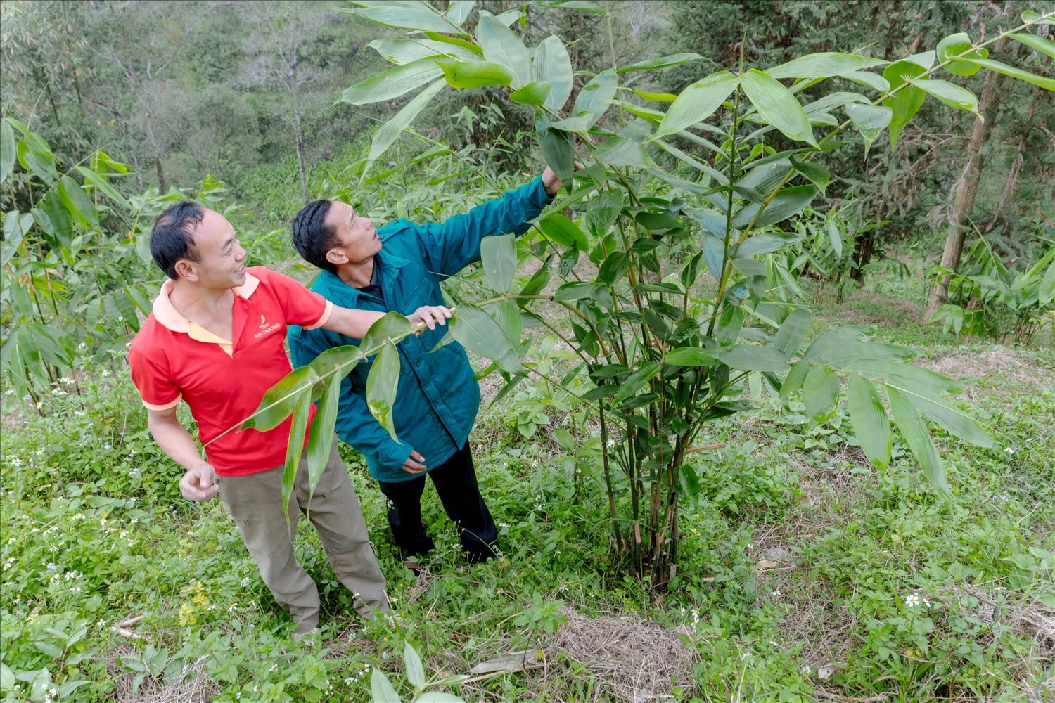 Mô hình trồng cây giang cho thu lá của gia đình ông Thào Chống Xiềng, thôn Sán Trồ, xã Cán Tỷ, tỉnh Tuyên Quang Mô hình trồng cây giang cho thu lá của gia đình ông Thào Chống Xiềng, thôn Sán Trồ, xã Cán Tỷ, tỉnh Tuyên Quang