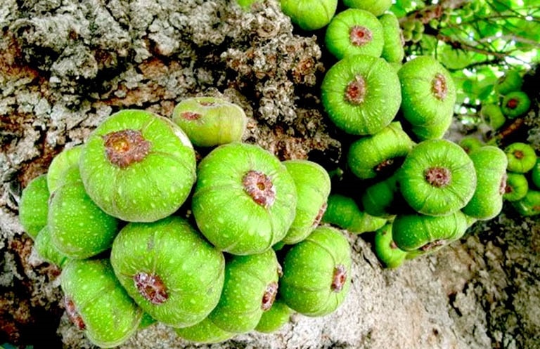 (Tổng hợp) Bài thuốc hay từ quả vả 3