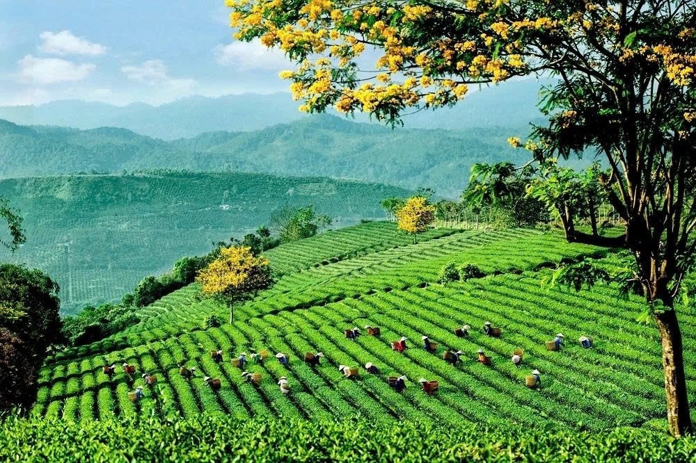 Lễ hội Trà quốc tế 2025 lần đầu tiên được tổ chức tại Việt Nam Lễ hội Trà quốc tế 2025 lần đầu tiên được tổ chức tại Việt Nam