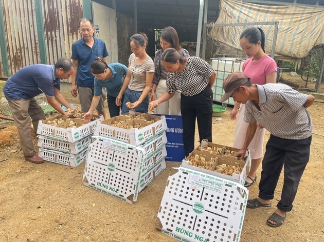 Tổ khuyến nông cộng đồng hoạt động đa dạng, gắn với nhu cầu thực tiễn