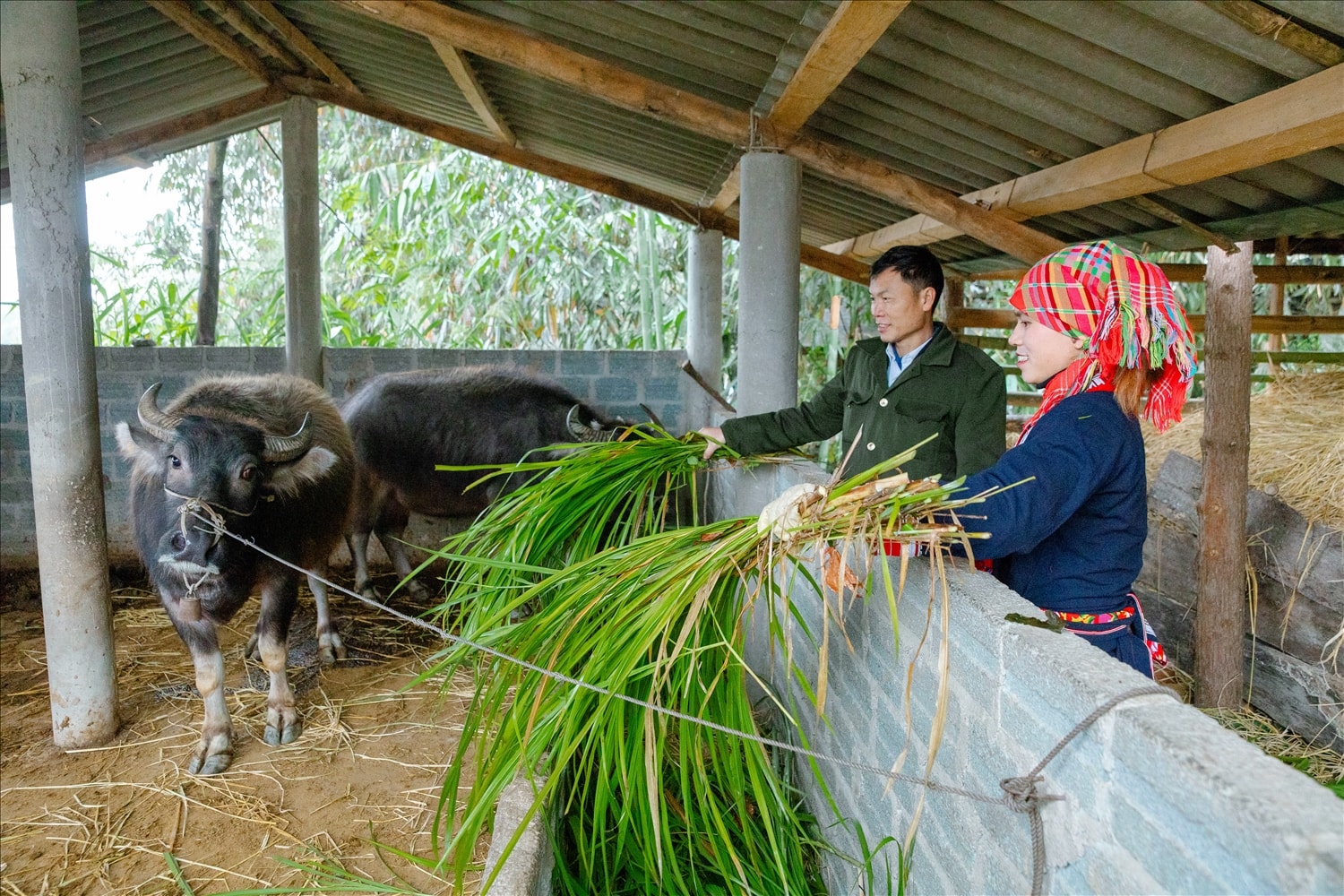 Đàn trâu của gia đình bà Phượng Mùi Sếnh