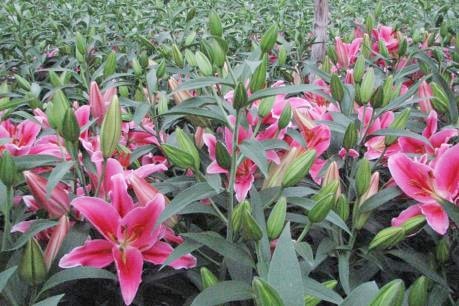 Hoa ly là một loài hoa đẹp, mang nhiều ý nghĩa và hương thơm dễ chịu, được nhiều người yêu thích để chơi mỗi dịp Tết Nguyên đán.