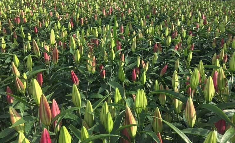 (Tổng hợp) Kỹ thuật trồng và chăm sóc hoa ly nở hoa vào dịp Tết Nguyên đán 3