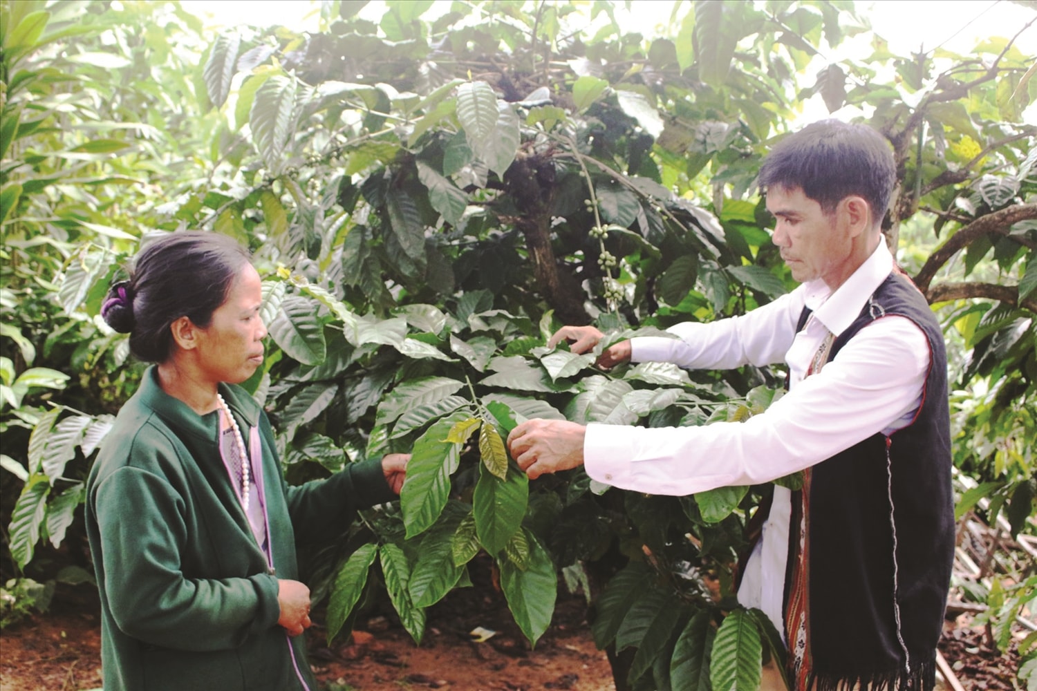 Ông A Nẻo thường xuyên hướng dẫn bà con trong thôn cách chăm sóc cây cà phê,  nâng cao năng suất và nhiều hộ đã vươn lên thoát nghèo