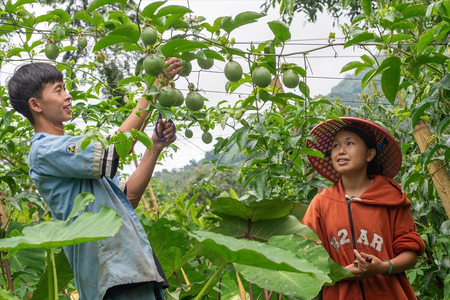 Em Hoa - thành viên nhóm thanh niên tham gia dự án MetLife - tại vườn chanh leo của gia đình. Ảnh: Plan International Việt Nam