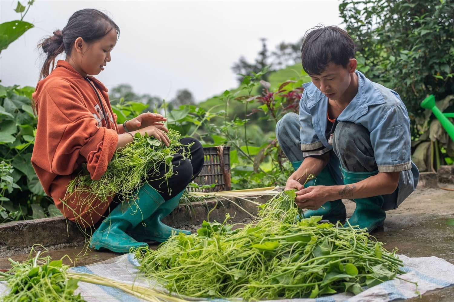 Vàng Thị Hoa thu hoạch ngọn su su chuẩn bị bán cho khách. Ảnh: Plan International Việt Nam.