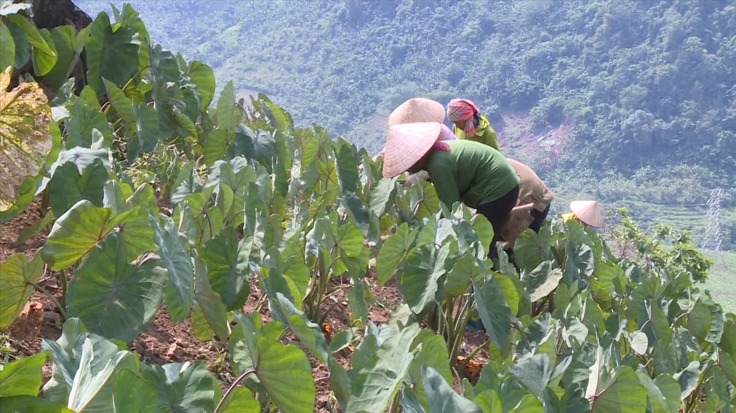 Mô hình trồng khoai sọ trên đất dốc tại xã Sì Lở Lầu, tỉnh Lai Châu