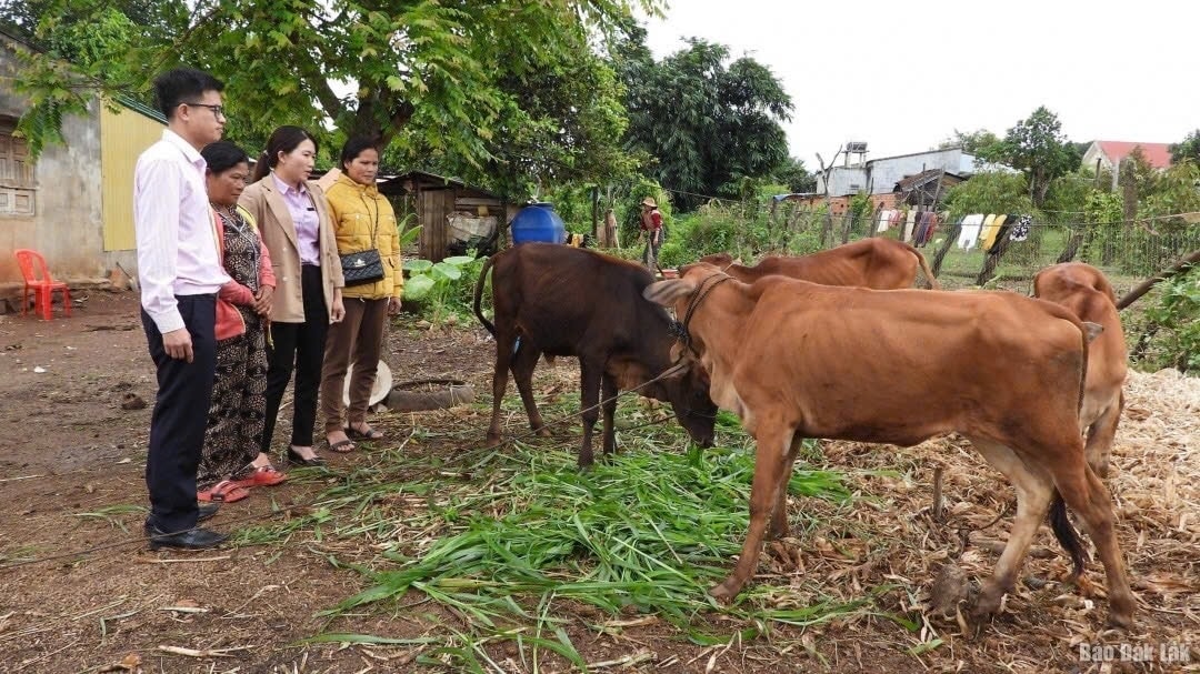 Người dân Ea H'leo đầu tư chăn nuôi bò hiệu quả từ nguồn vốn tín dụng chính sách