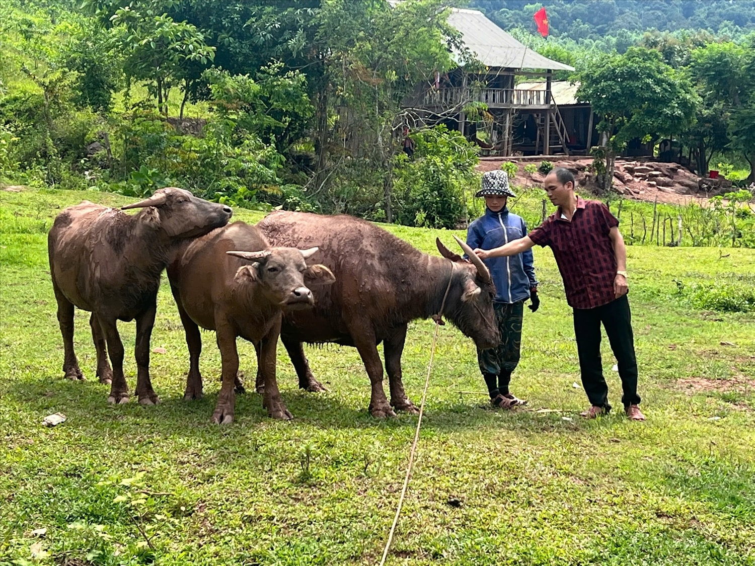Hồ Văn Thiên và đàn trâu từ nguồn vốn vay ưu đãi của NHCSXH
