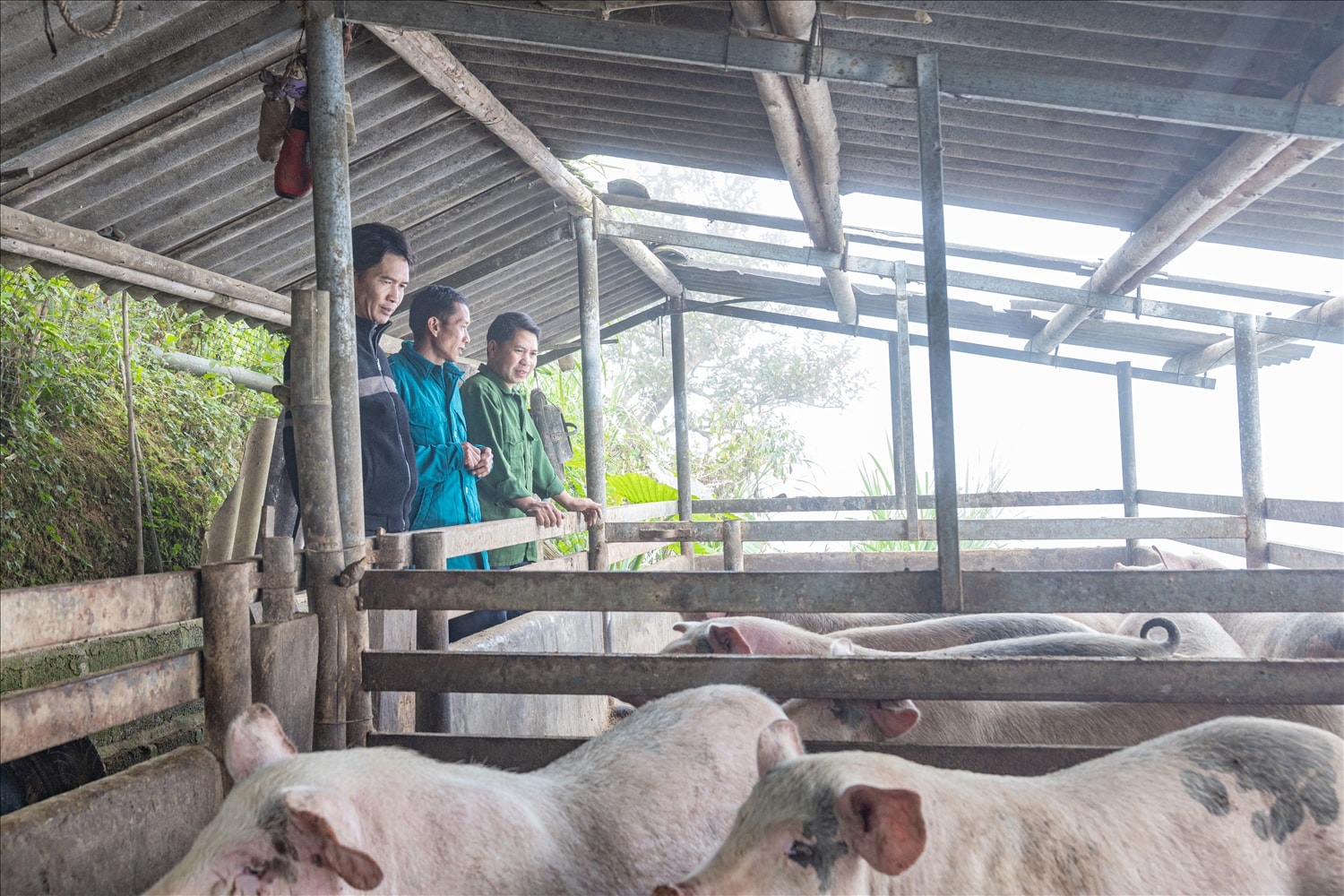 Mô hình chăn nuôi lợn của gia đình anh Hầu Mí Sáng thôn Sán Trồ, xã Cán Tỷ được hỗ trợ từ Chương trình MTQG Giảm nghèo bền vững