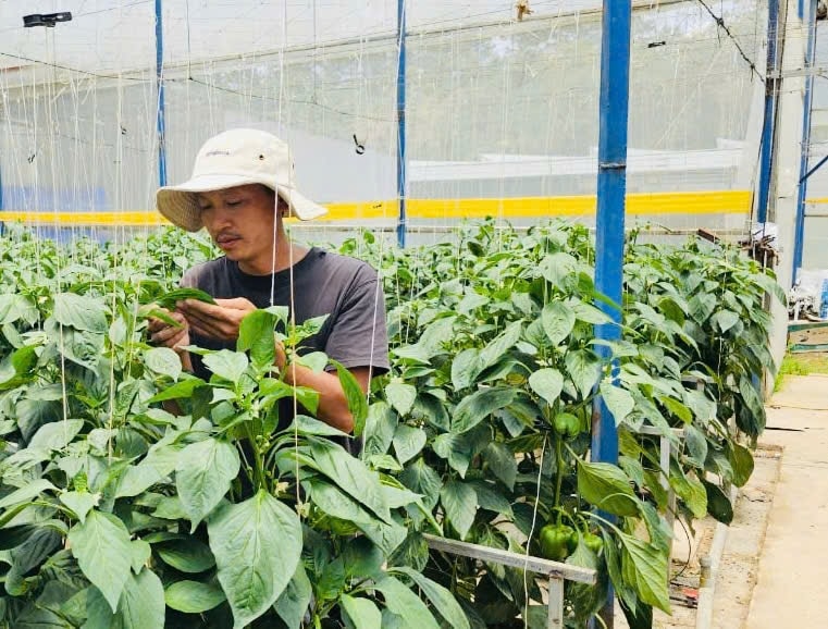 Anh Phí Văn Thìn, Giám đốc HTX Phi Liêng làm việc trong khu canh tác của HTX