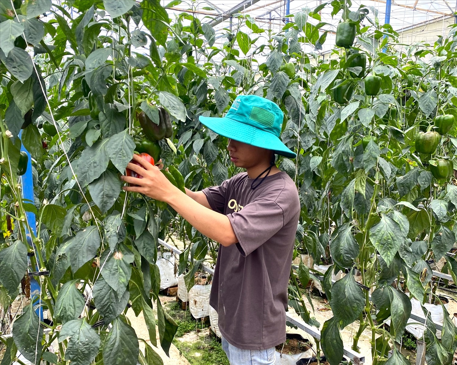 Thành viên HTX Phi Liêng thu hoạch ớt chuông.