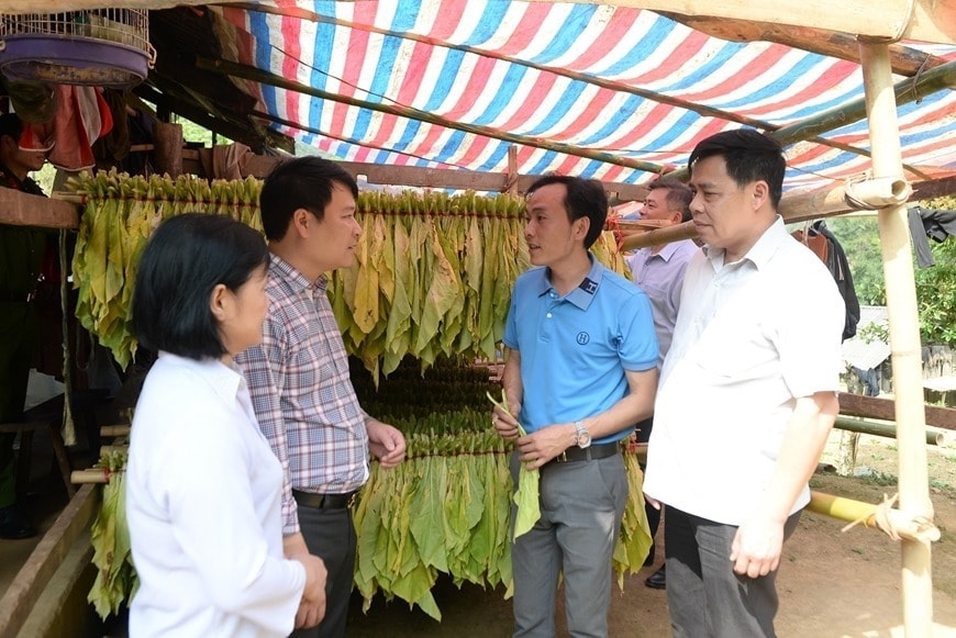 Trồng cây thuốc lá thay cây ngô đang mang lại hiệu quả kinh tế cao cho người dân xóm Văn Thụ, xã Nam Tuấn, tỉnh Cao Bằng. 
