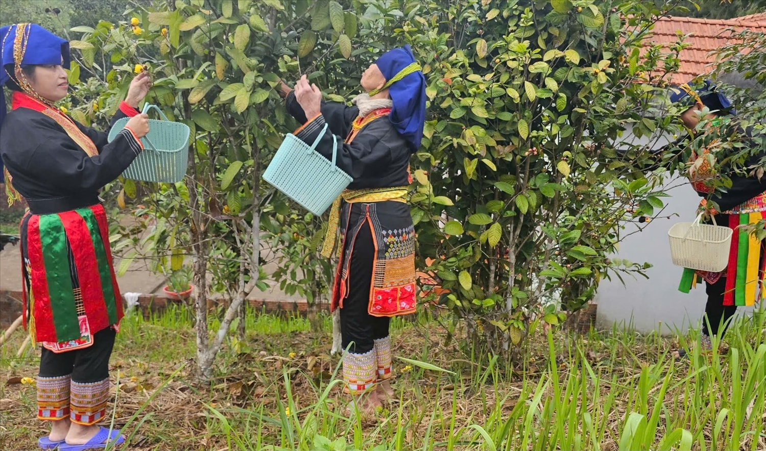 Quảng Ninh đẩy mạnh các chương trình hỗ trợ sinh kế, phát triển sản xuất, đặc biệt vùng DTTS. Ảnh: Mỹ Dung