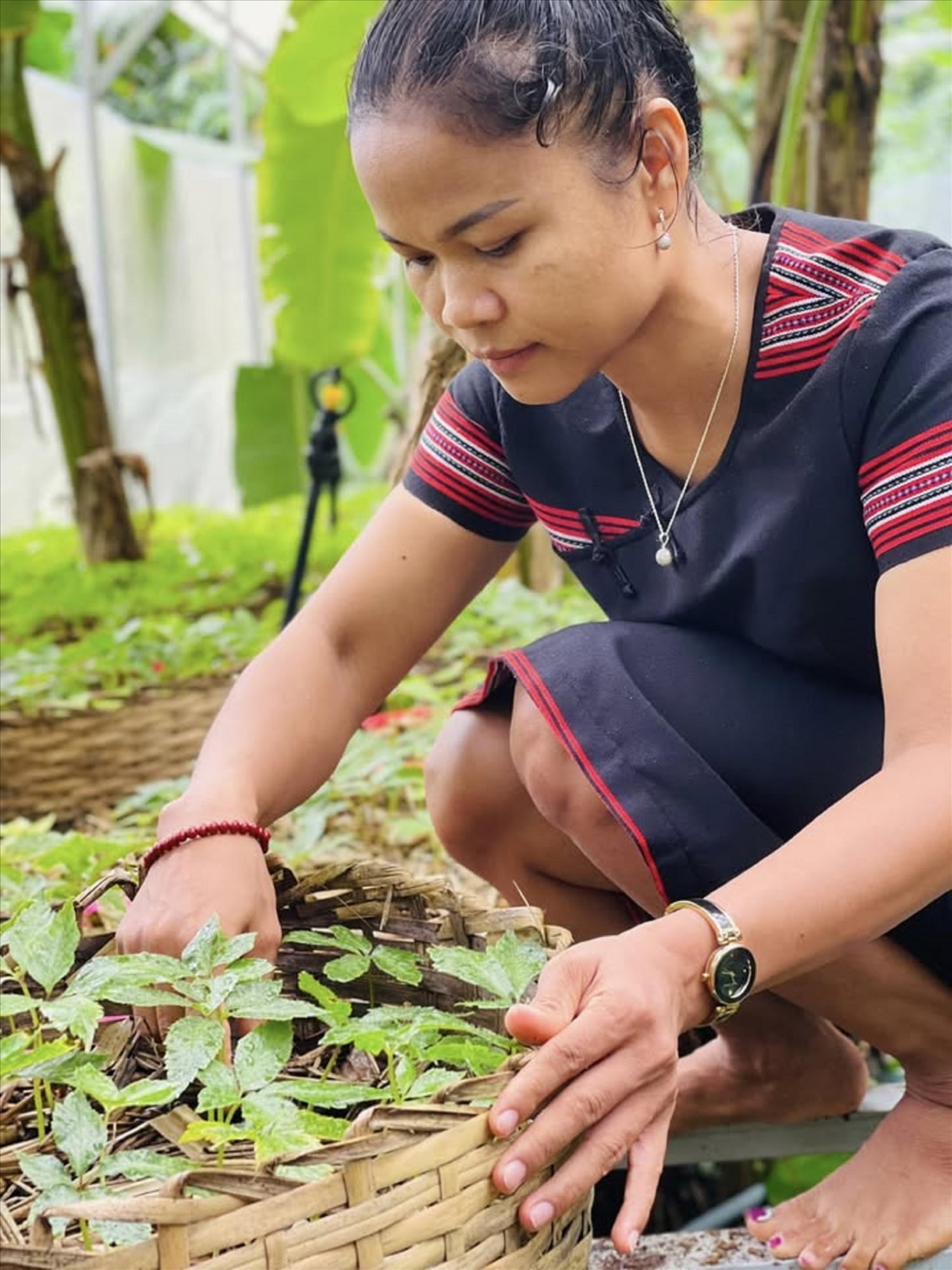Chị Hồ Thị Mười chọn gắn bó với dược liệu và mong muốn mang sản phẩm của đồng bào DTTS đi xa