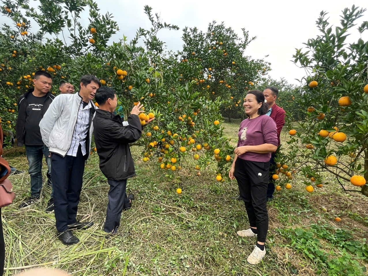 Trong chuyến học tập, các đại biểu được thăm quan các mô hình phát triển kinh tế trồng cam tại xã Cao Phong, tỉnh Phú Thọ