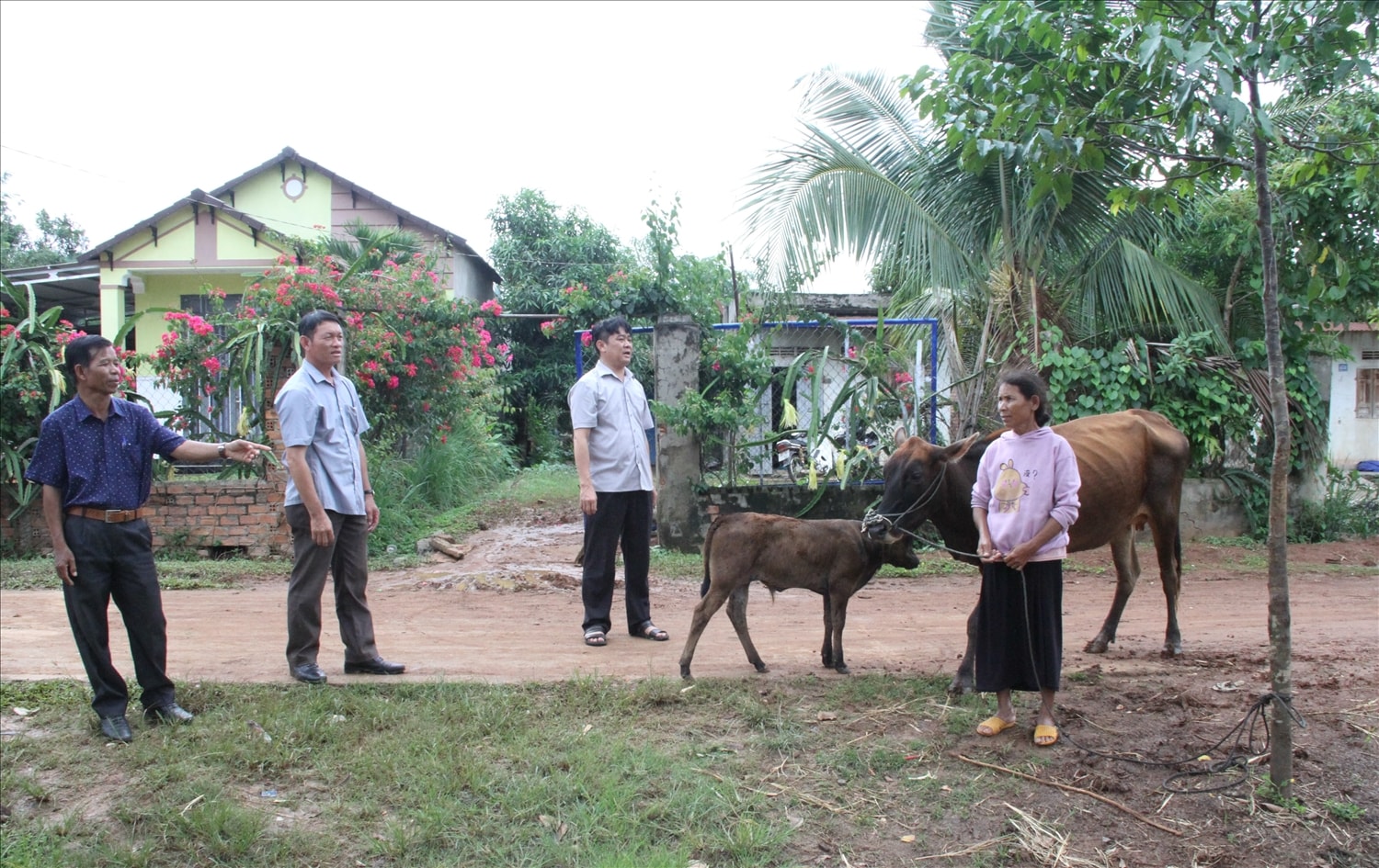 Sau 1 năm được hỗ trợ bò sinh sản, được gia đình bà H’Prai Niê chăm sóc tốt, bò đã sinh sản đượcj bê con