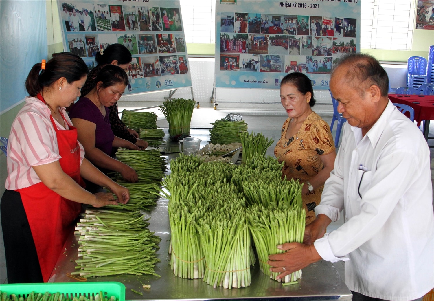 Thành viên HTX Tuấn Tú trồng  măng tây xanh cho thu nhập cao bảo đảm cuộc sống thịnh vượng vùng đồng bào Chăm xã Ninh Phước, tỉnh Khánh Hòa.)