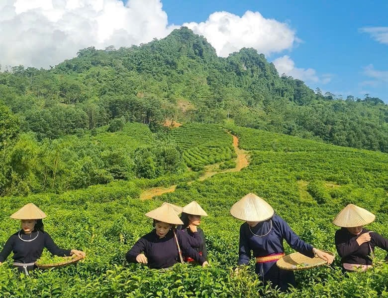Thu hái sản phẩm chè Thôm Lòa tại thôn Tân Hội (sản phẩm OCCP 3 sao của xã Tân An).