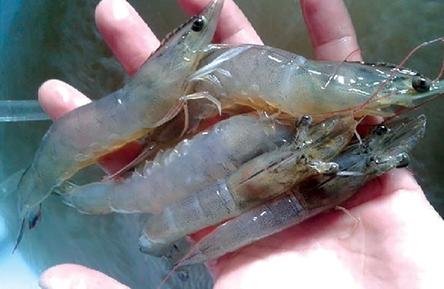 Với những ao nuôi nhiễm phèn, hàm lượng Ca và Mg bị thiếu hụt trầm trọng. Vì vậy, quá trình tạo vỏ của tôm bị ảnh hưởng.