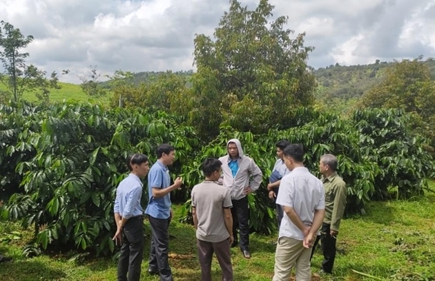 Gia Lai đẩy mạnh triển khai các mô hình sản xuất cà phê hữu cơ