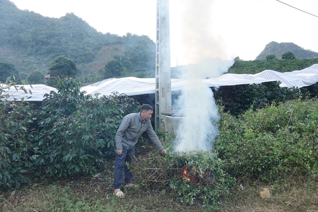 Người trồng cà phê ở Sơn La được hướng dẫn thực hiện đồng bộ nhiều biện pháp kỹ thuật