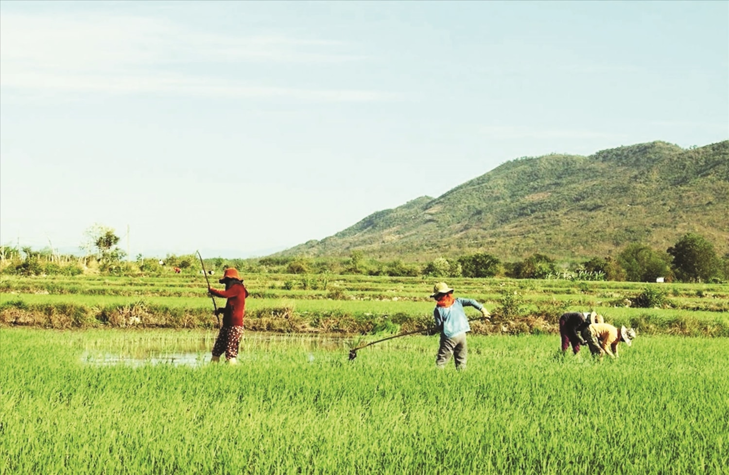 Cán bộ người DTTS có đóng góp lớn trong việc đưa cây lúa nước về xã vùng cao Bác Ái, tỉnh Khánh Hoà (Ảnh: Minh Họa)